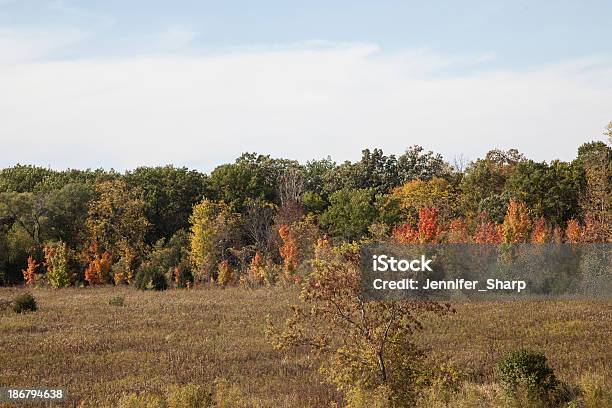Herbst Laub Stockfoto und mehr Bilder von Ahorn - Ahorn, Ast - Pflanzenbestandteil, Baum