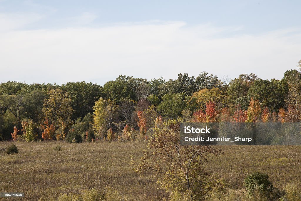 Follaje de otoño - Foto de stock de Aire libre libre de derechos
