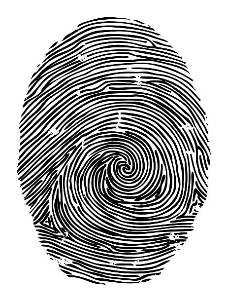 Fingerprint, with clipping path Human fingerpint, used for security and identification, printed with black ink on white background, isolated on white with clipping path. Fingerprint does not belong to an actual person but is a work of art natural pattern photos stock illustrations