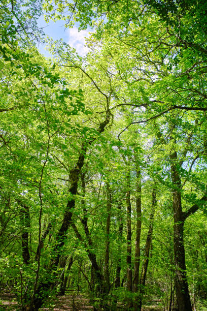 istock Many deciduous trees silhouette in deciduous sunny forest in wild nature 1867956338