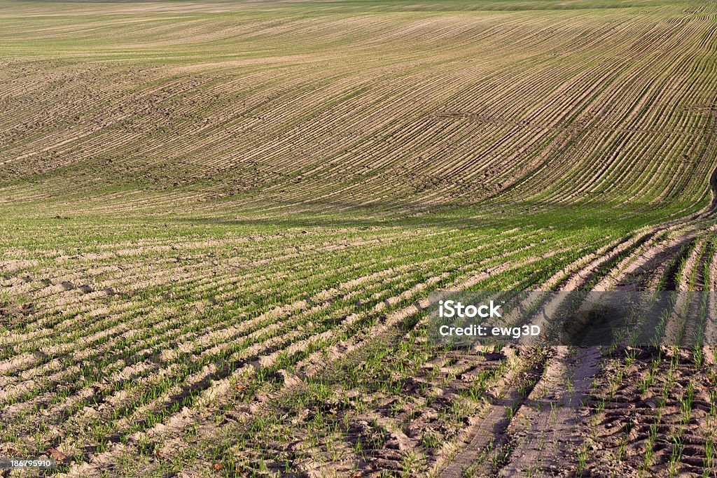 Campo arado - Foto de stock de Agricultura royalty-free