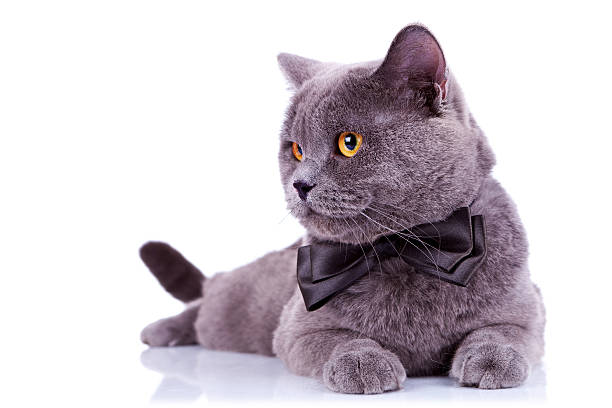istock big english cat with a bow tie 186795921