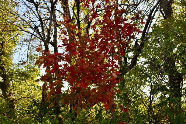 istock Colorful Leaves on the Tree 1867962660