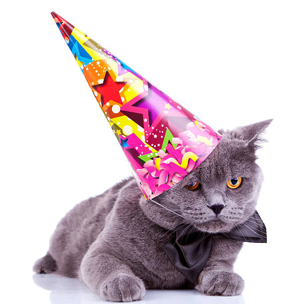 istock big english party cat 186796294