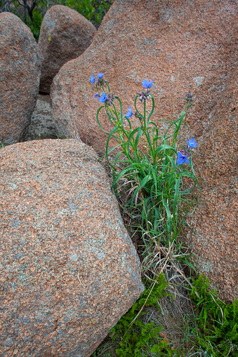 This cluster of Spiderwort was photographed tucked between granite boulders at the Wichita Mountains in Oklahoma.