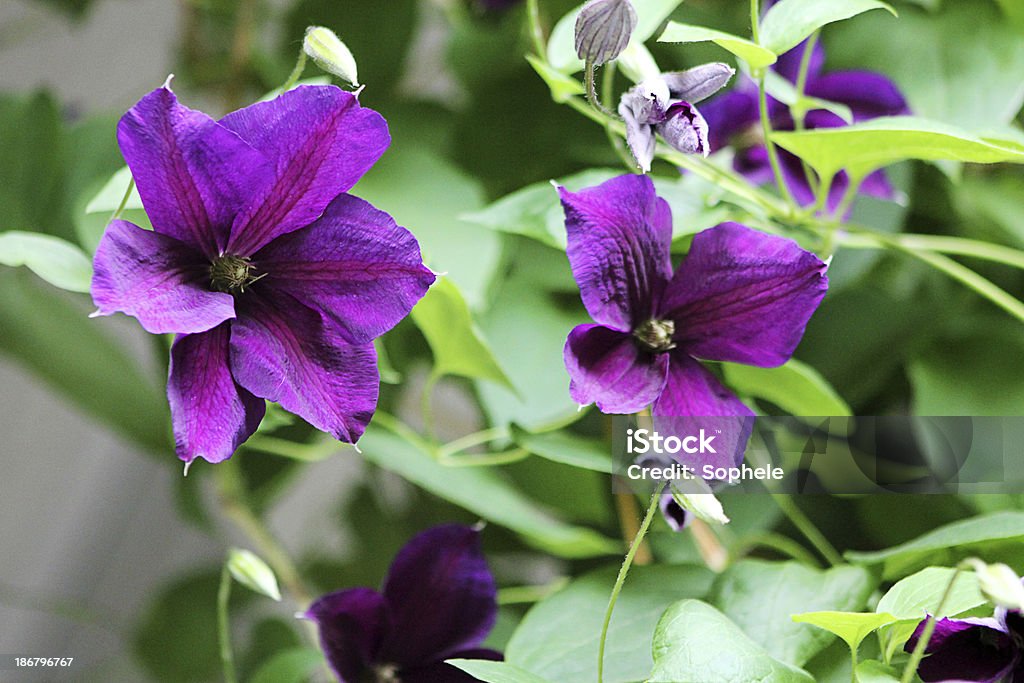 Clematis'Jackmanii - Foto de stock de Angiosperma libre de derechos