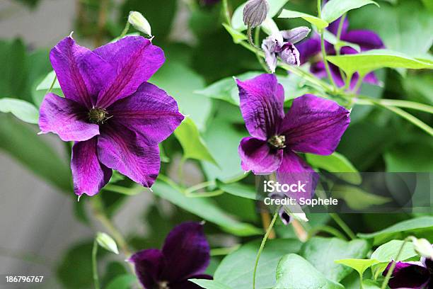 Clematisjackmanii Foto de stock y más banco de imágenes de Angiosperma - Angiosperma, Belleza, Belleza de la naturaleza