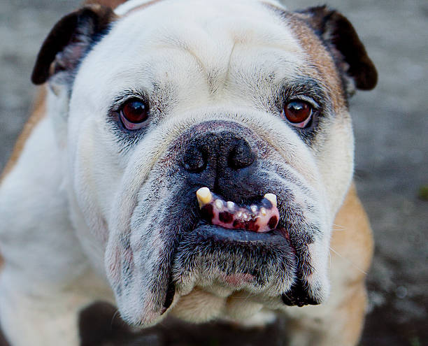English Bulldog English Bulldog. Portrait. Security at work ugly dog stock pictures, royalty-free photos & images