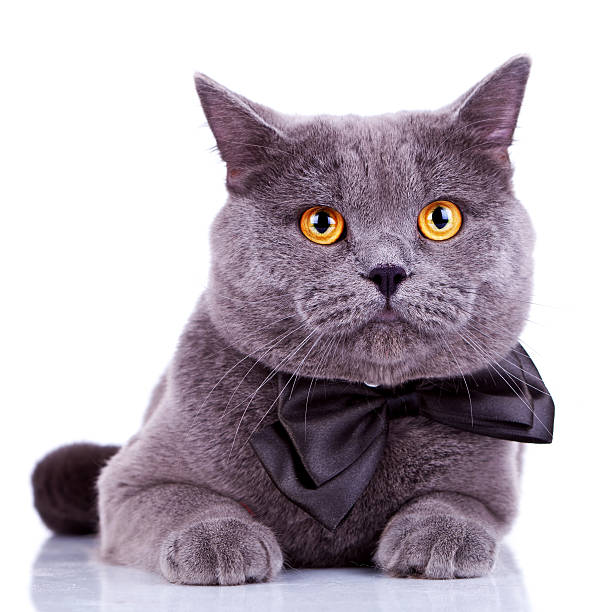 istock english cat with big orange eyes 186796926
