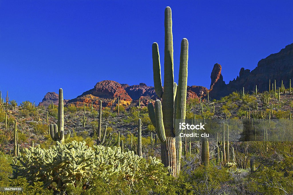 Blick auf organ pipe cactus field - Lizenzfrei Arizona Stock-Foto