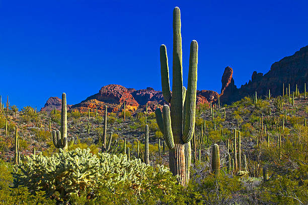 vista del campo de organ pipe cactus - organ pipe cactus fotografías e imágenes de stock