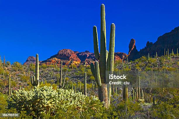 Vista Do Campo De Organ Pipe Cactus - Fotografias de stock e mais imagens de Arizona - Arizona, Cato, Deserto