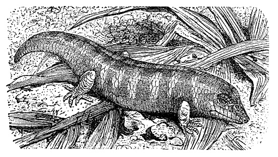 A Common Sandfish Skink lizard (scincus scincus). Vintage etching circa 19th century.