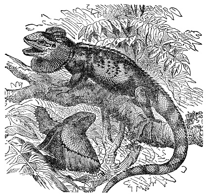 A Frilled Lizard (chlamydosaurus kingii). Vintage etching circa 19th century.