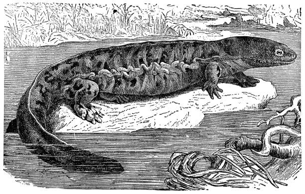 Hellbender Salamander (Cryptobranchus Alleganiensis) - 19th Century A Hellbender Salamander (cryptobranchus alleganiensis). Vintage etching circa 19th century. giant salamander stock illustrations