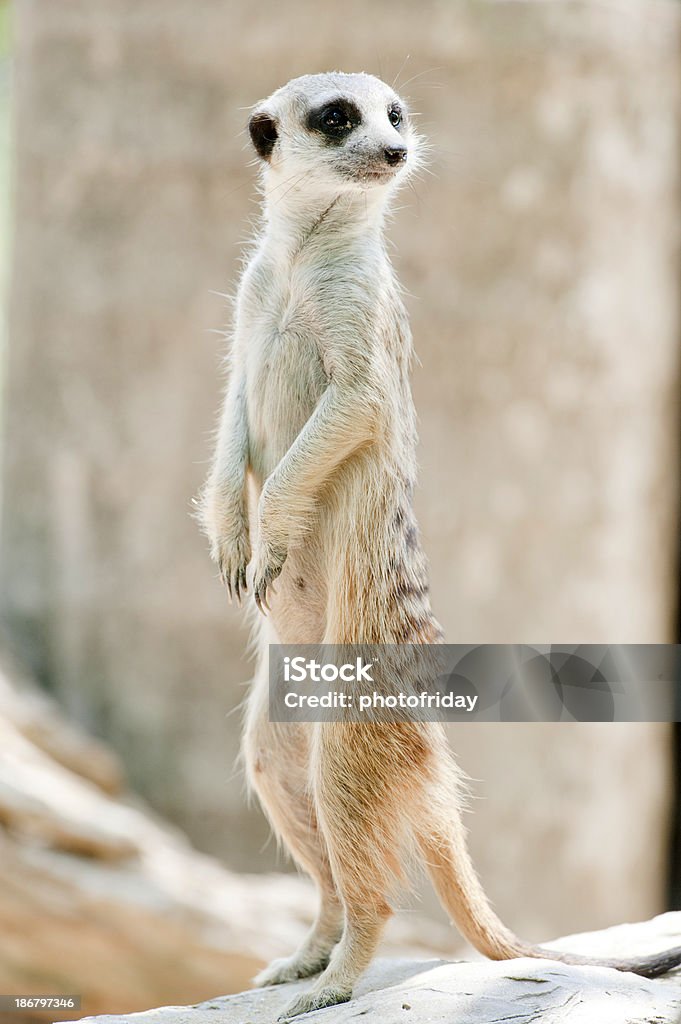 Meerkats - Lizenzfrei Afrika Stock-Foto