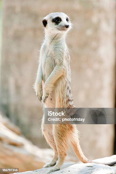 Meerkats - zdjęcia stockowe i więcej obrazów Afryka - Afryka, Brązowy, Czujność