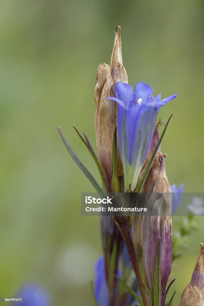 Marsh Gentiana glauca (pneumonanthe) - Photo de Beauté de la nature libre de droits