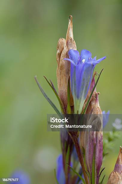 Pântano Gentiana Glauca - Fotografias de stock e mais imagens de Ao Ar Livre - Ao Ar Livre, Azul, Beleza natural