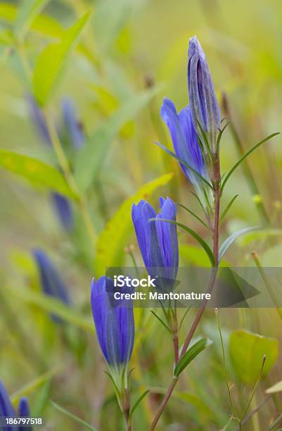 Marsh Herbstenzian Stockfoto und mehr Bilder von Blatt - Pflanzenbestandteile - Blatt - Pflanzenbestandteile, Blau, Blume