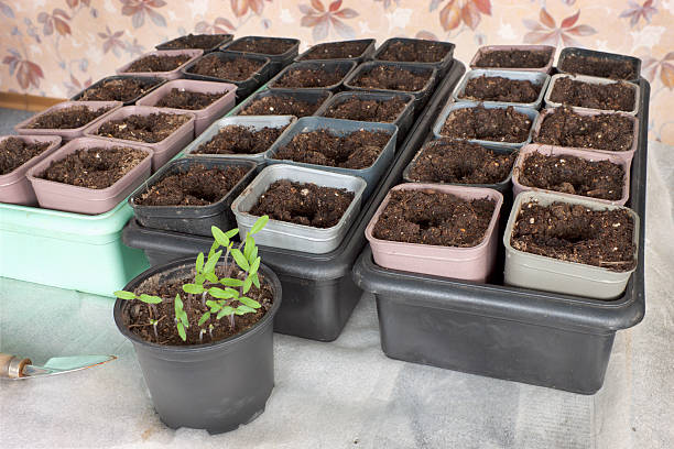 istock The land is ready for swordplay seedlings 186797549