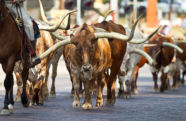 istock Texas Longhorns At The Fort Worth Stockyards. 186797780