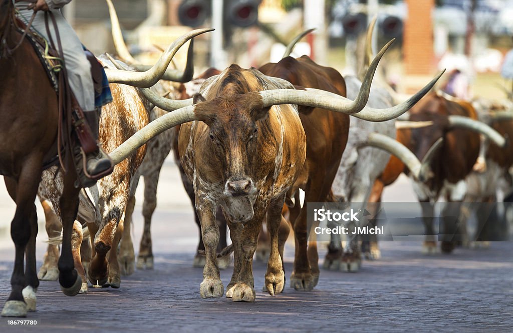 Texas Longhorns em Fort Worth Stockyards. - Royalty-free Bairro Fort Worth Stockyards Foto de stock