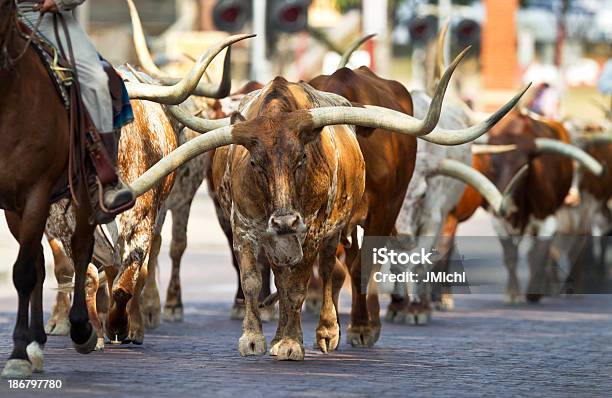 Texas Longhorns Em Fort Worth Stockyards - Fotografias de stock e mais imagens de Bairro Fort Worth Stockyards - Bairro Fort Worth Stockyards, Fort Worth, Texas