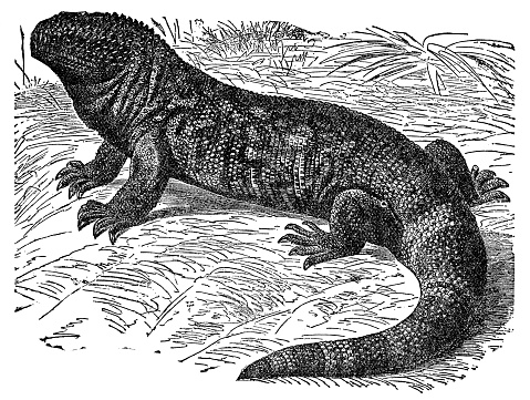 A Gila Monster lizard (heloderma suspectum). Vintage etching circa 19th century.