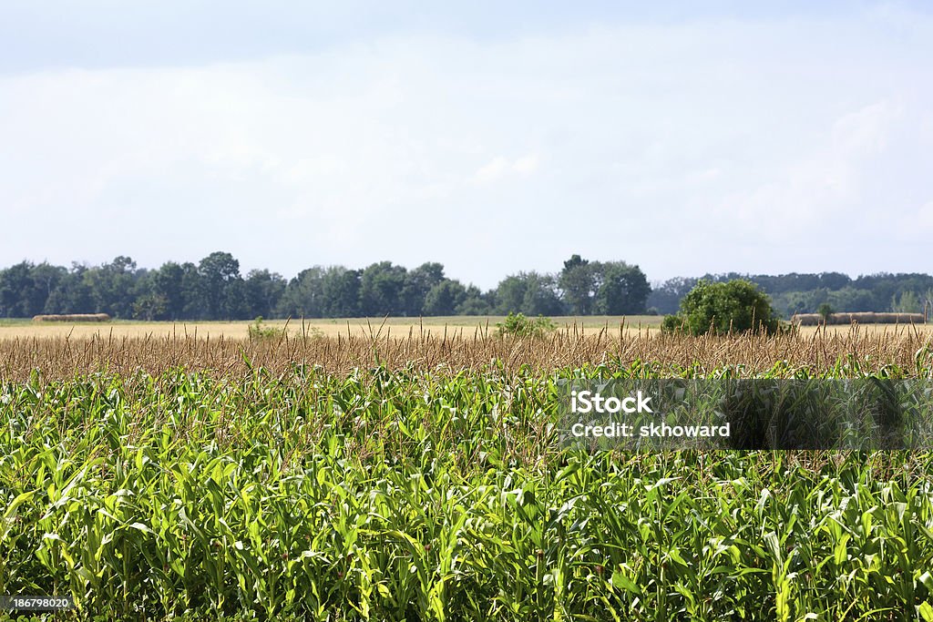 Maíz en campo de cultivo - Foto de stock de Agricultura libre de derechos