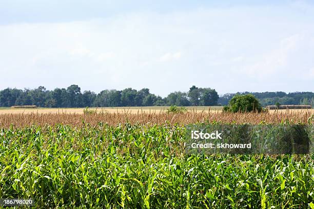 Maíz En Campo De Cultivo Foto de stock y más banco de imágenes de Agricultura - Agricultura, Aire libre, Ajardinado