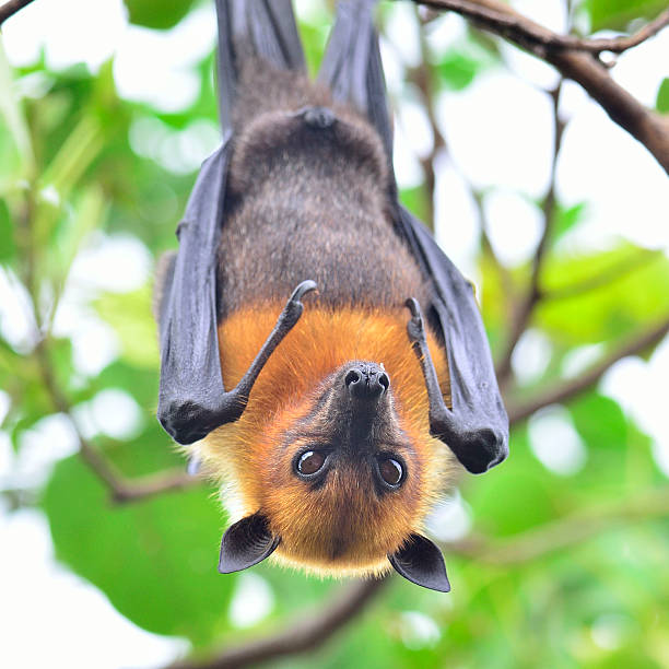 closeup of hanging flying fox, a big bat - vleerhond stockfoto's en -beelden