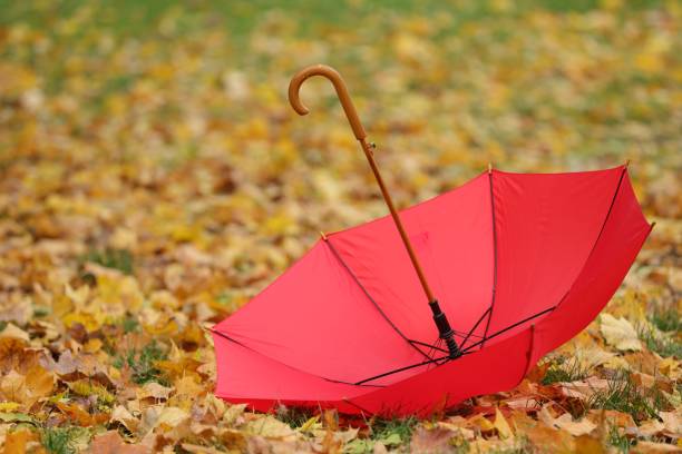 istock Open umbrella and fallen autumn leaves on grass in park 1867980391