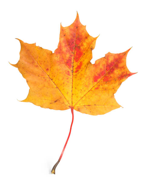 istock Autumn season. One maple leaf isolated on white 1867980909