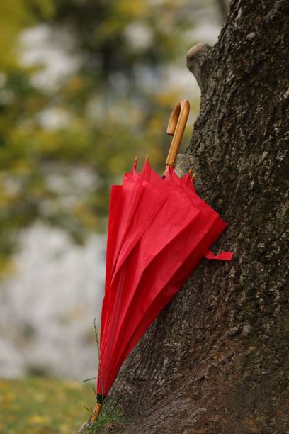 istock One red umbrella on tree trunk in autumn park 1867982481