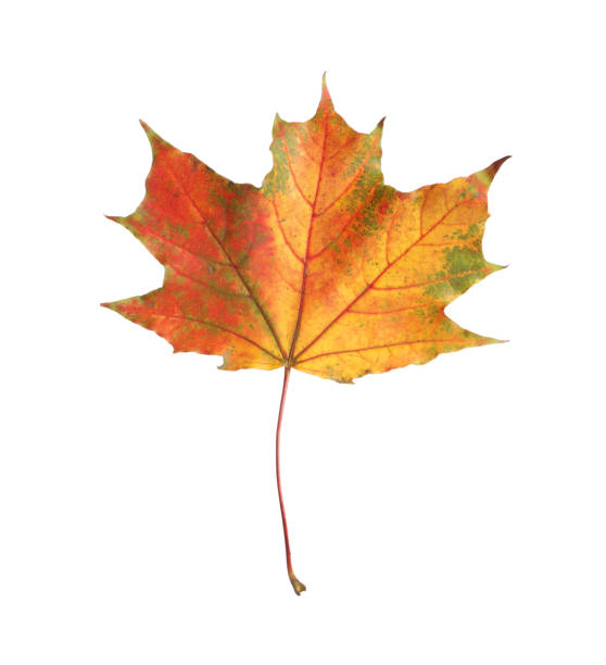 istock One maple leaf isolated on white. Autumn season 1867983519