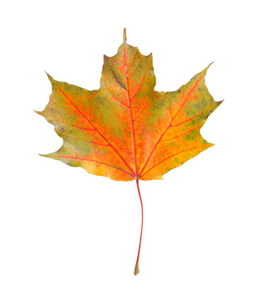istock One maple leaf isolated on white. Autumn season 1867983530