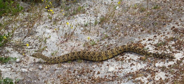 Puff adder by the side of a road in South Africa