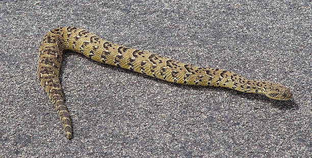 Puff Adder Puff adder on the road in South Africa puff adder bitis arietans stock pictures, royalty-free photos & images