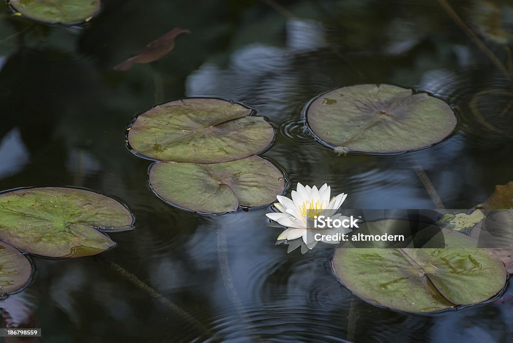 Nénuphar - Photo de Beauté libre de droits