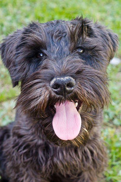 istock Portrait of Dog Schnauzer 186798575