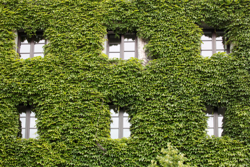 Facade Covered with green leaves, Munich, Germany