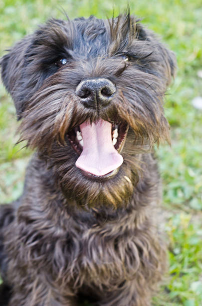 istock Portrait of Dog Schnauzer 186798601