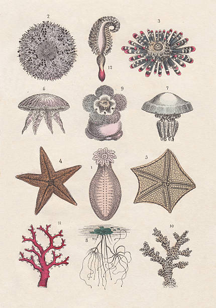 ilustrações de stock, clip art, desenhos animados e ícones de vida no mar - etching starfish engraving engraved image
