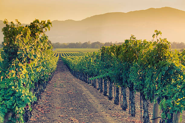 istock Sunset over Napa valley vineyards 186798980