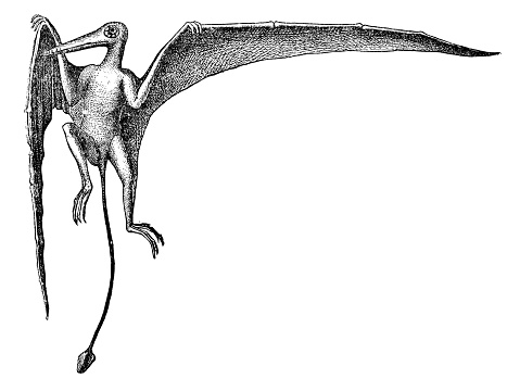 A Preondactylus Buffarinii dinosaur. Vintage etching circa 19th century.