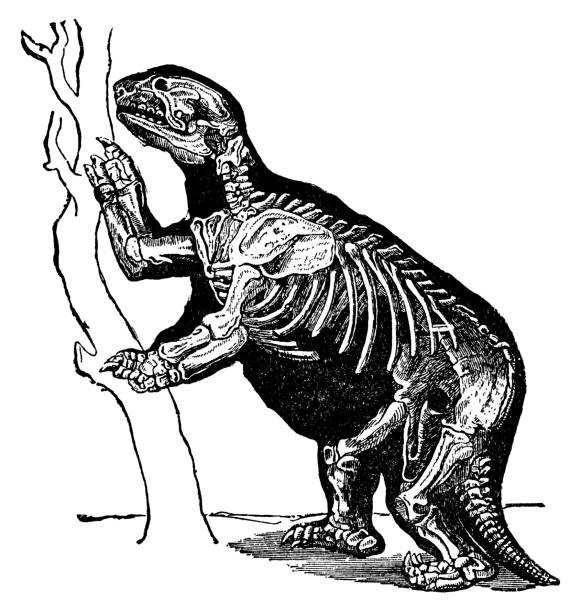 istock Mylodon Giant Ground Sloth (Mylodon Darwini) Cutaway - 19th Century 1867990500