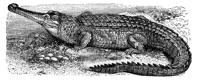 A Gharial crocodile (gavialis gangeticus). Vintage etching circa 19th century.