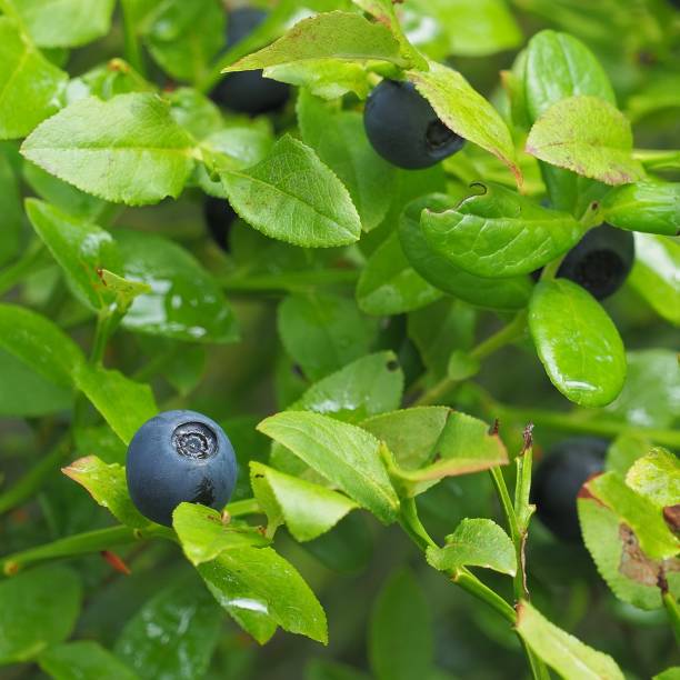 istock A single Bilberry fruit growing in central Scotland 1868001990
