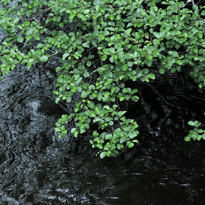 Several leafy branches of Alder (Alnus glutinosa) typically growing over running water, in this case the peat-coloured River Nethy in the Scottish Highlands. This species is native to Britain and is also found throughout Europe as far as Siberia, and was often used in ancient times because its wood is highly resistant to damp rot and, these days, may be used in furniture and veneers. The species is a also a nitrogen-fixing species and so is useful in land reclamation on poor soils, such as mining spoil tips.